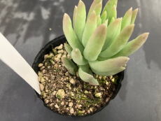 多肉植物の植替え
