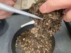 多肉植物の植替え