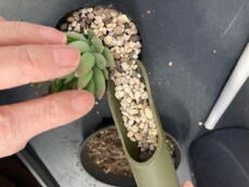 多肉植物の植替え