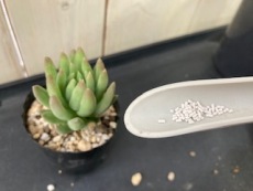 多肉植物の植替え