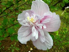 ムクゲの花