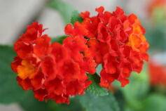 今月の花