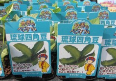 琉球四角豆