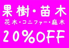 セール情報！
