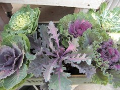 ハボタン