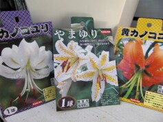 和のユリ