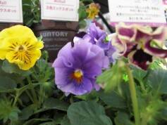 ミルフル