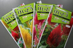 春の草花種子