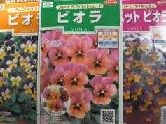 ビオラ