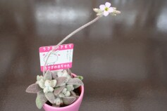 可愛い～！