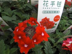 花手毬®