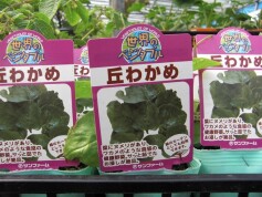 丘わかめ