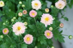 夏菊