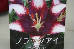 緊急お知らせ　その2