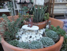 寄せ植え