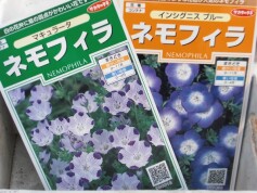 ネモフィラ
