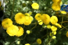 花ほたる®