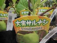 コクワ