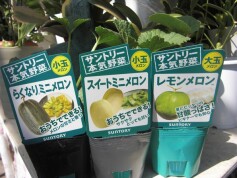 メロン色々