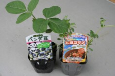 可愛いお豆