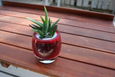 多肉寄せ植え