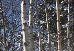 2月の写真