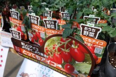 野菜苗販売開始しました！！