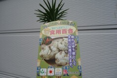 食用ユリ