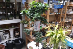 ガジュマル