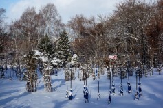 冬のバラ園