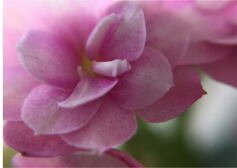何の花？