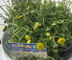 花ホタル