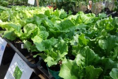 葉もの野菜