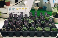 ハオルチア