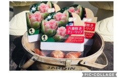 アンジェリケ