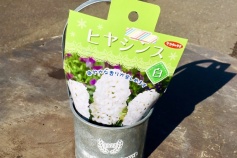 ヒヤシンス