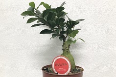 ガジュマル