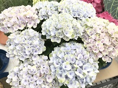 アジサイ