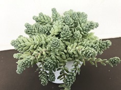 セダム