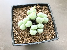 コノフィツム