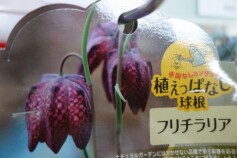 フリチラリア