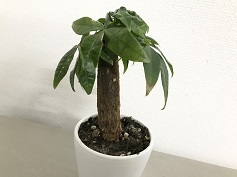 パキラ