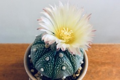 兜丸