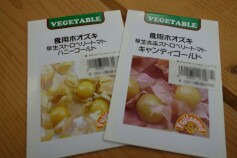 食用ホオズキ