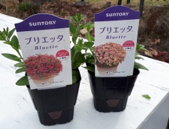 ブリエッタ