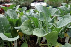 野菜！