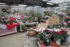 ❀明日は最終営業日です❀