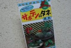 サボテンのタネ