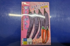 紫トウガラシ種子