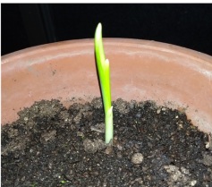 にんにくを育ててみました